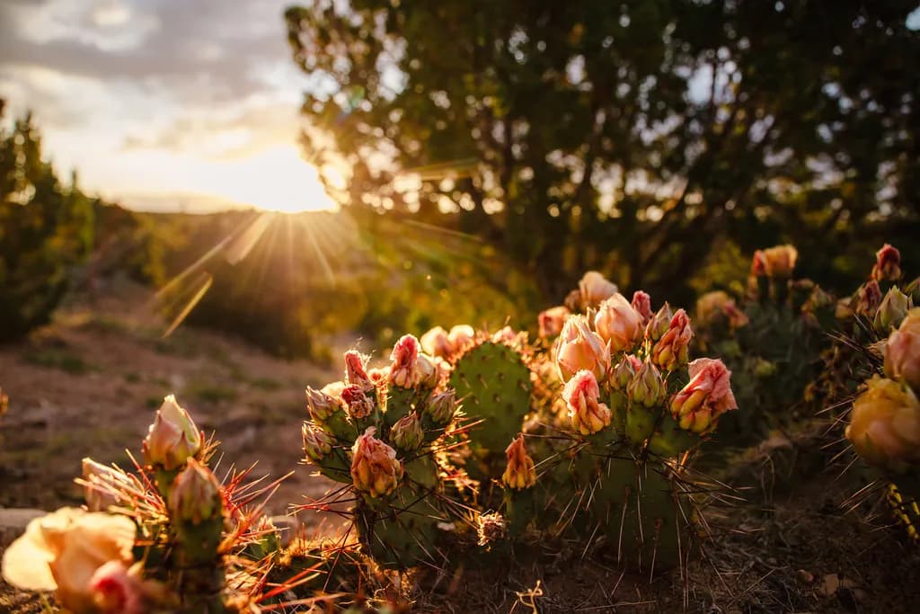 Opuntia Sunset Serenade