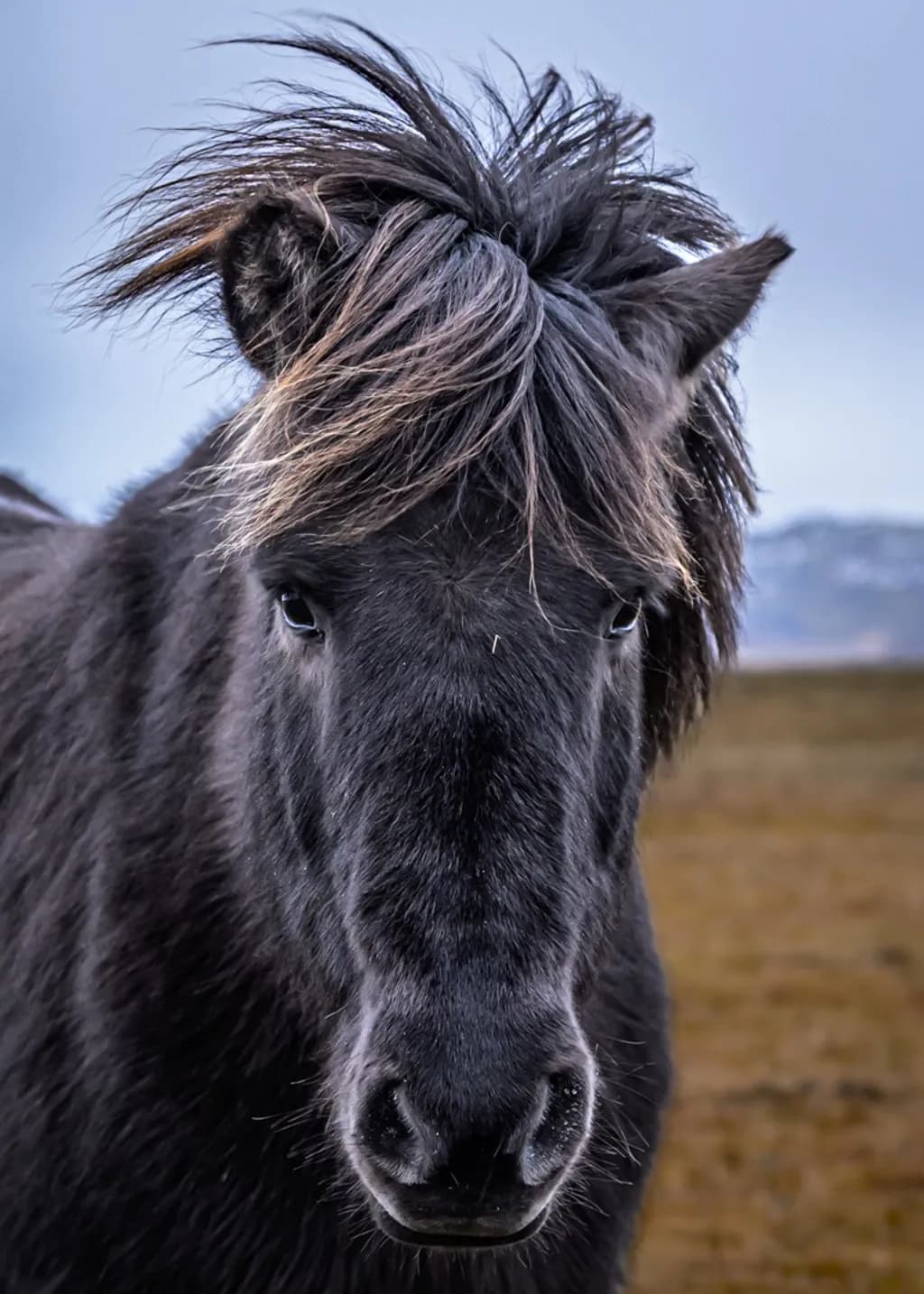 Curious Icelandic Horse