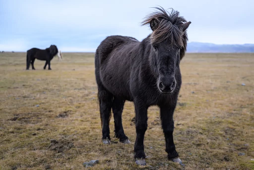 Icelandic Companions