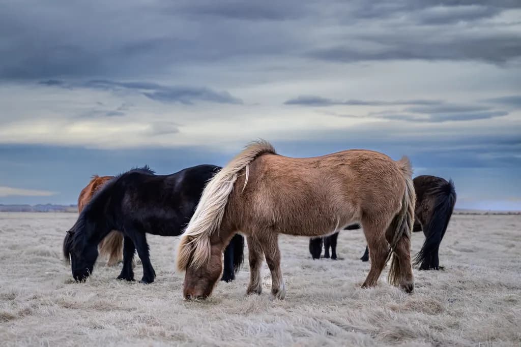 Icelandic Horses