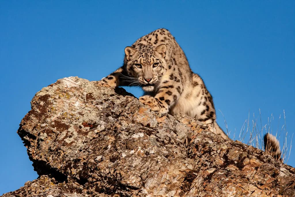 Snow Leopard Gaze