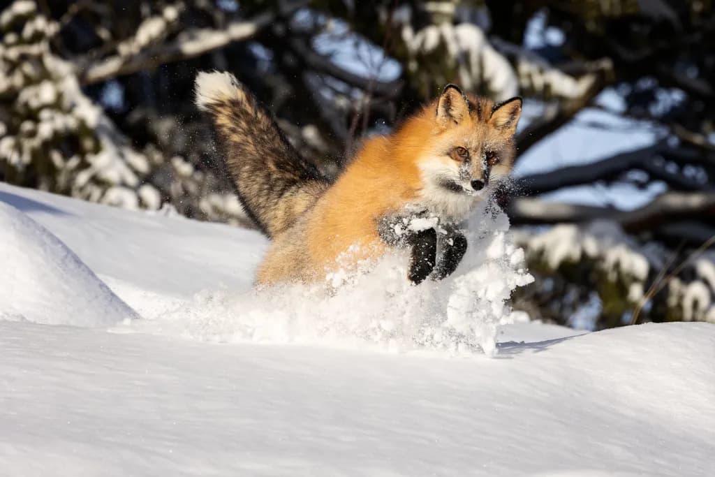 Jump for Joy