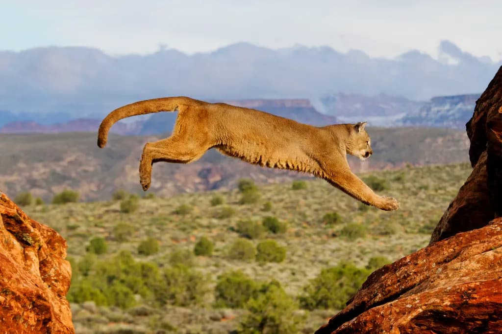 Mountain Lion Leap