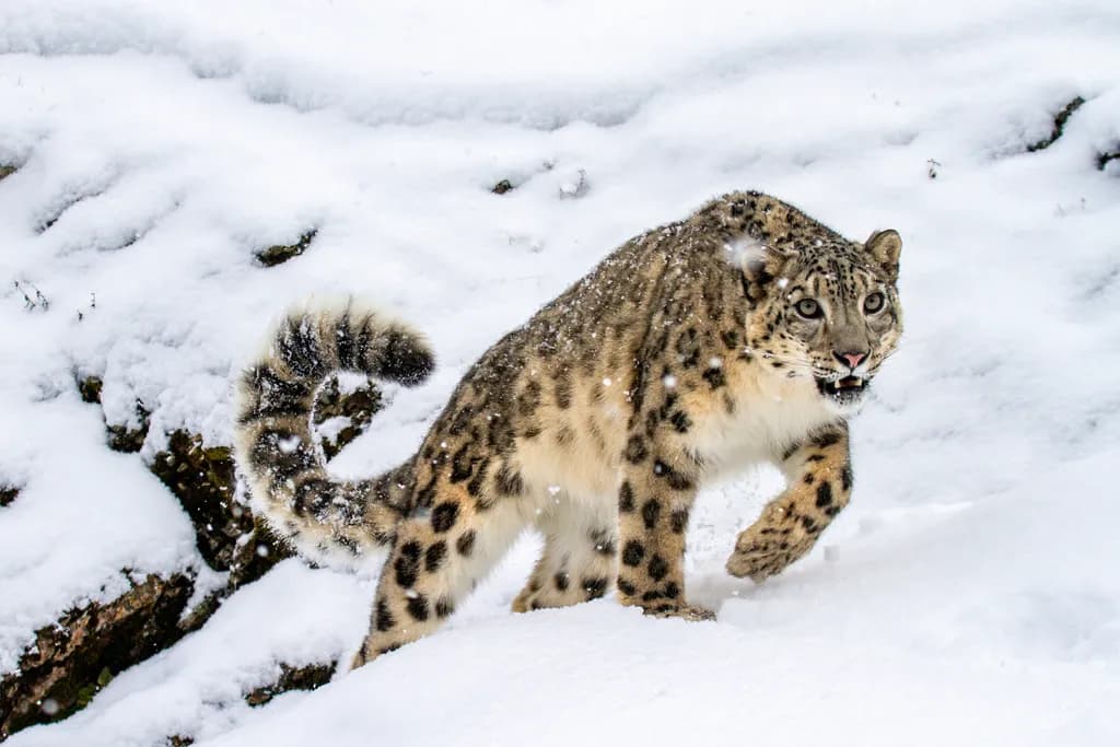 Snow Leopard Stalk