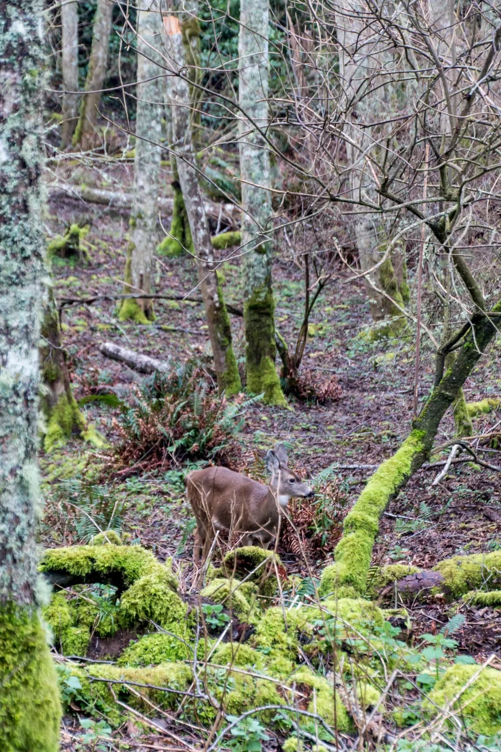 Whispers of the Forest: A Serene Encounter with Nature's Grace