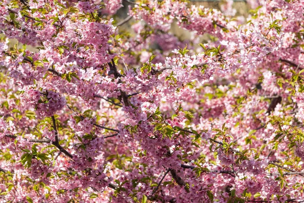 Blossoms of Spring: A Symphony of Pink Petals in Nature's Embrace