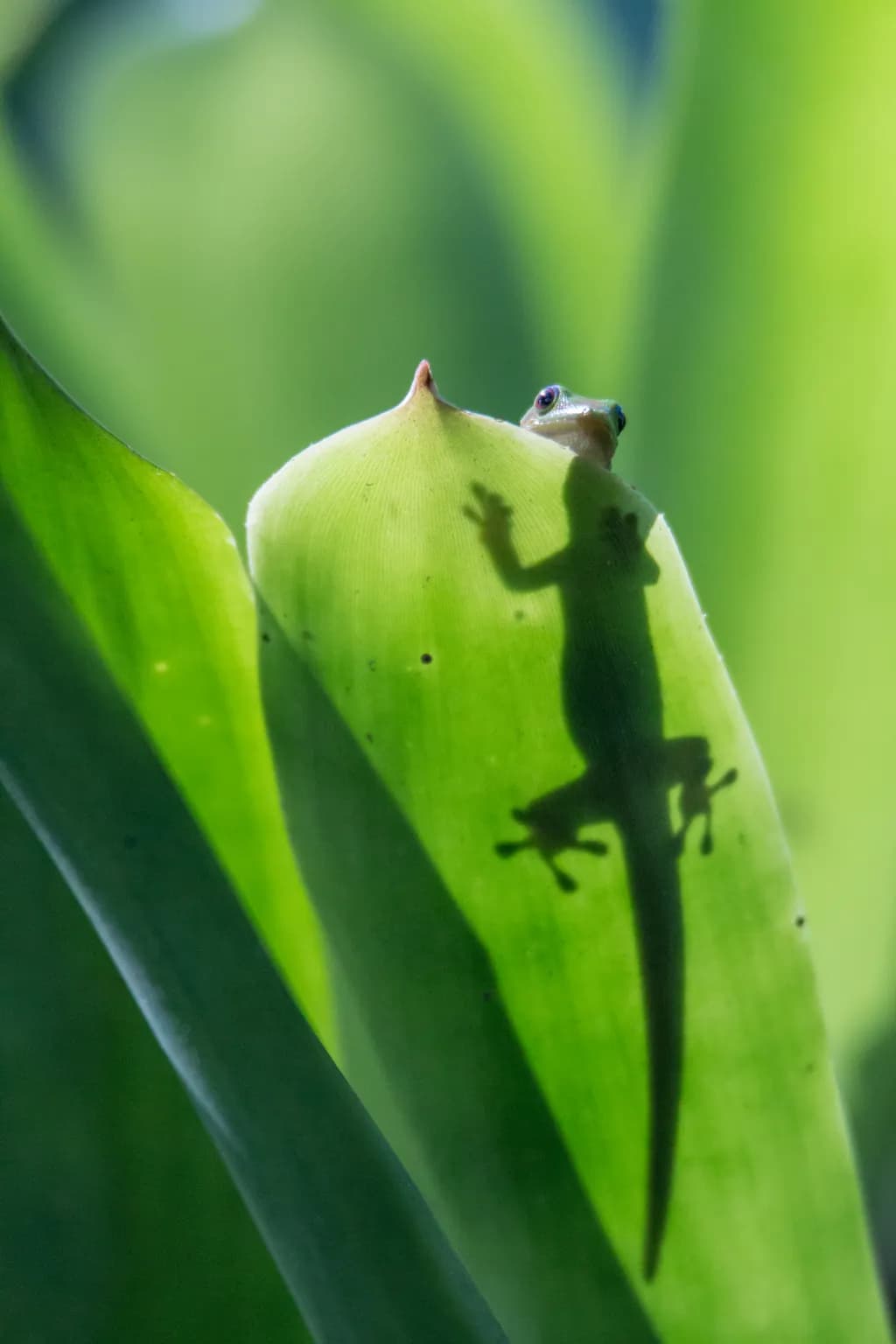 Whispers of Nature: A Lizard's Shadow on Green Leaves