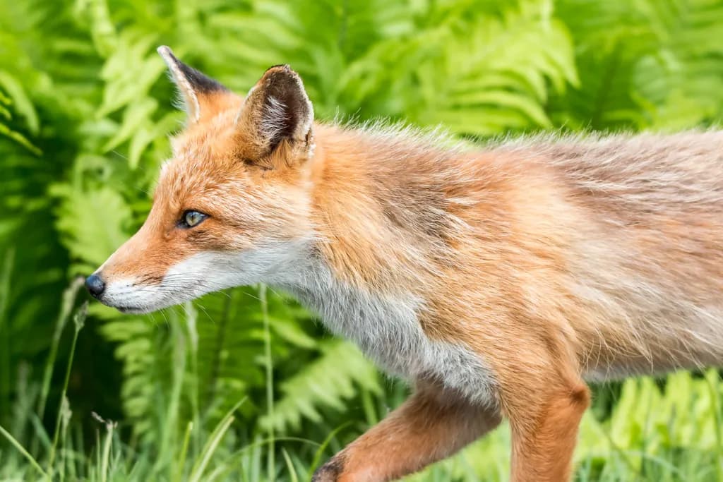 Whispers of the Wild: A Fox's Journey Through Lush Ferns