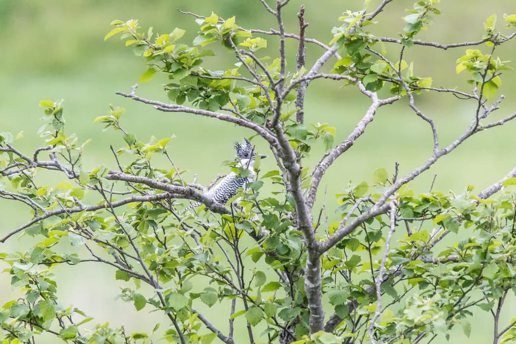 Whispers of Nature: A Woodpecker's Haven Amongst the Greenery