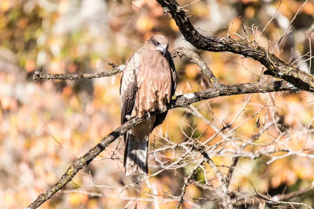 Autumn's Watchful Eye: A Hawk Perched in Nature's Embrace