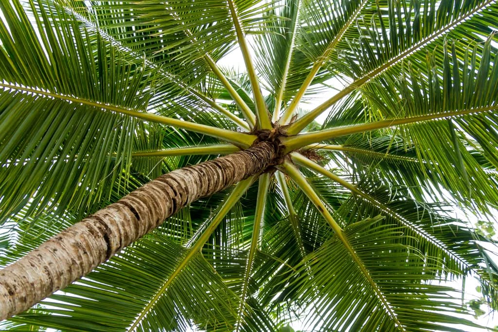 Whispers of the Palm: A Serene View Through Nature's Canopy