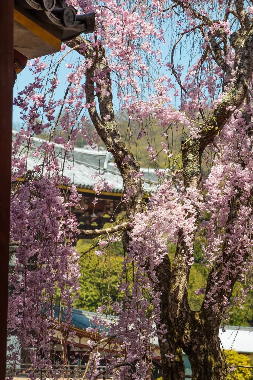 Whispers of Spring: A Serene Cherry Blossom Canopy in Full Bloom