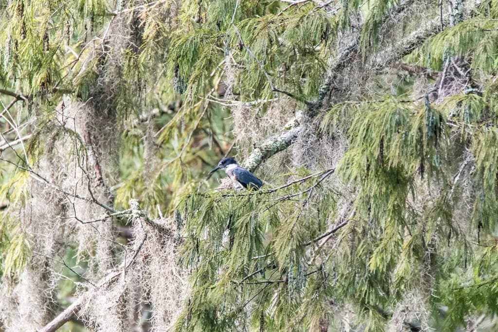Whispers of Nature: A Kingfisher's Serenade Amidst the Mossy Canopy