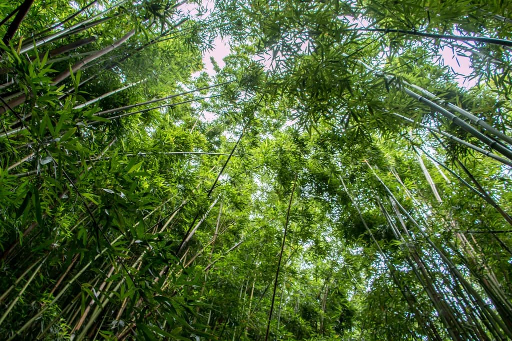 Whispers of the Bamboo Canopy: A Serene Journey Through Nature's Embrace