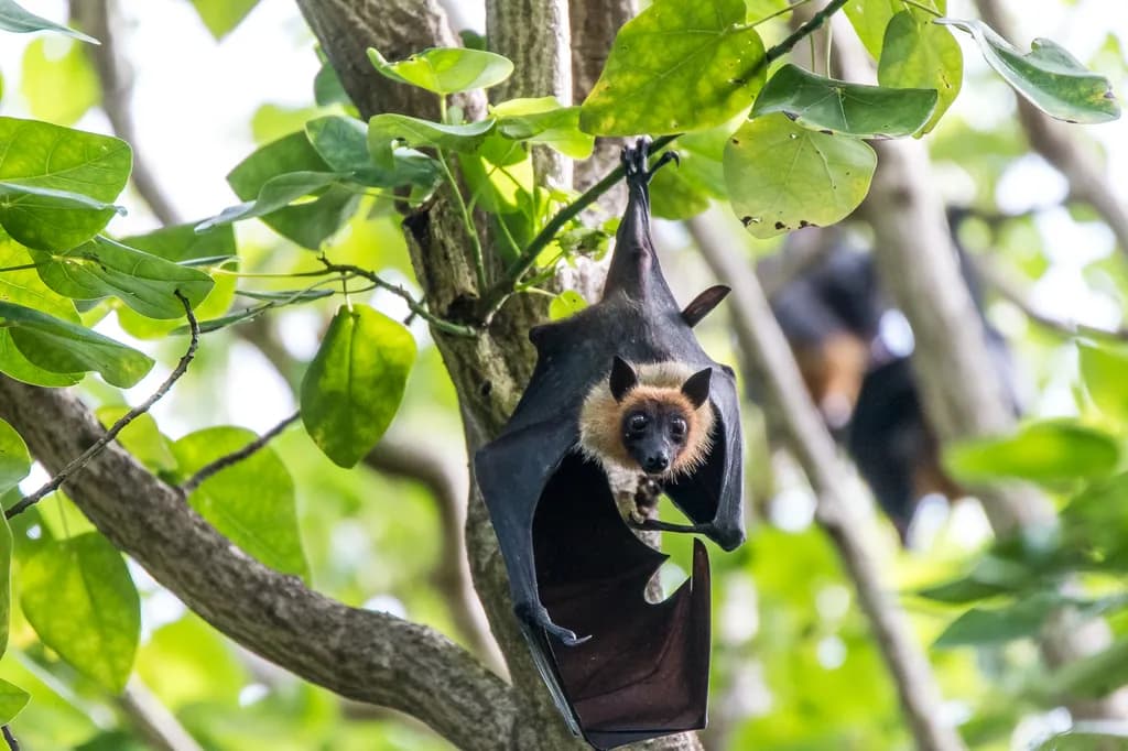 Whimsical Guardian of the Canopy: A Bat's Embrace Among the Leaves