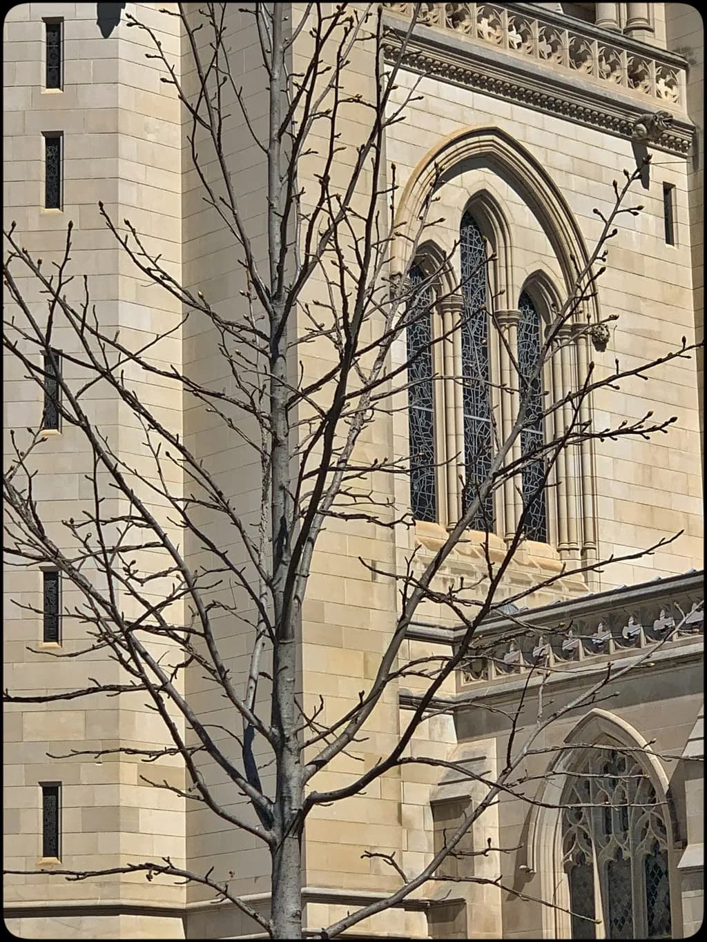Whispers of Stone: A Dance of Architecture and Nature's Branches