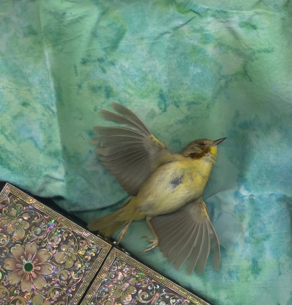 Whispers of Nature: A Delicate Bird on a Serene Canvas