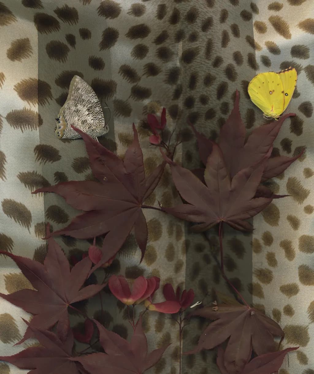Yellow Butterfly Dots the Sky