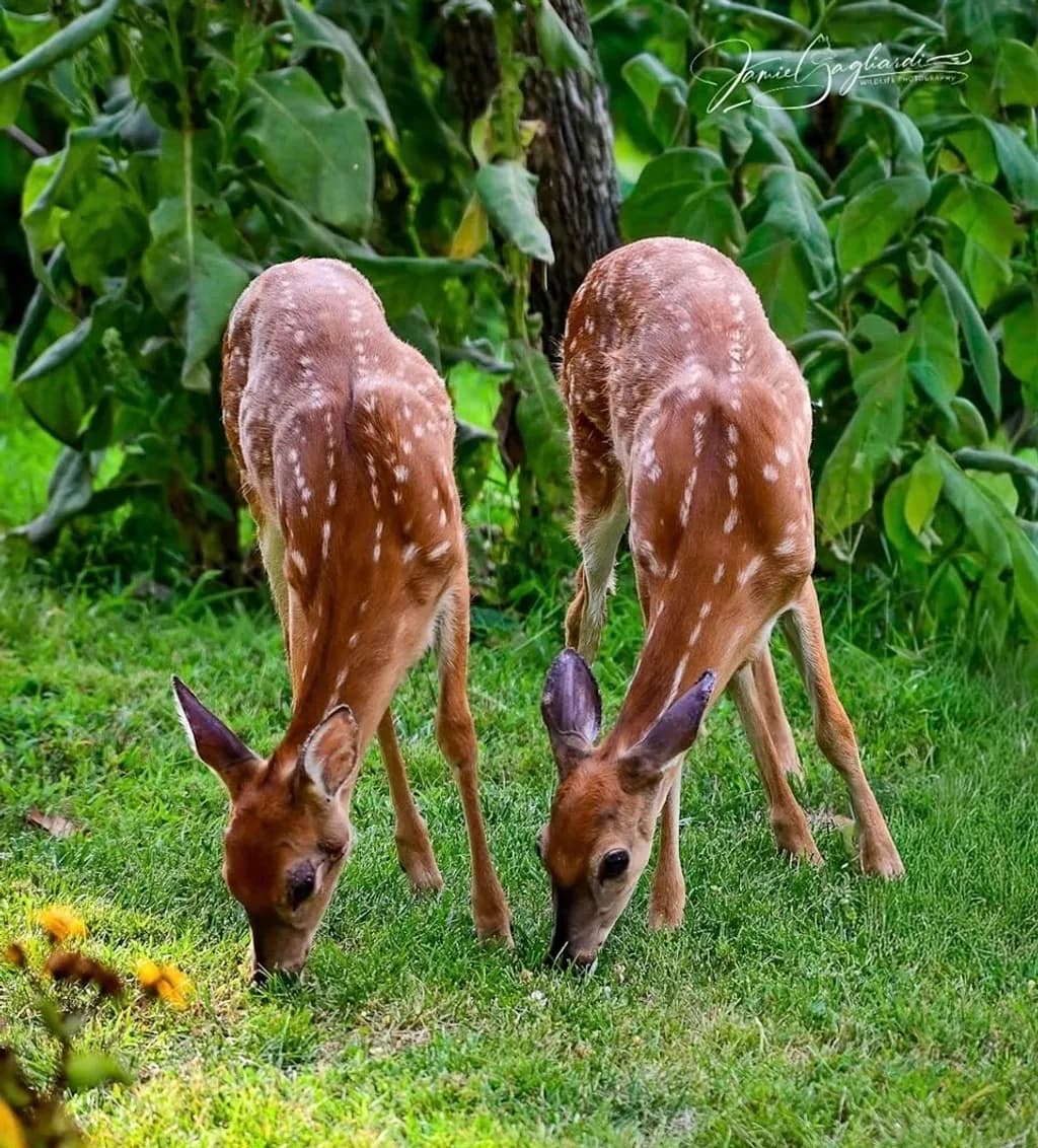 Grazing Fawns