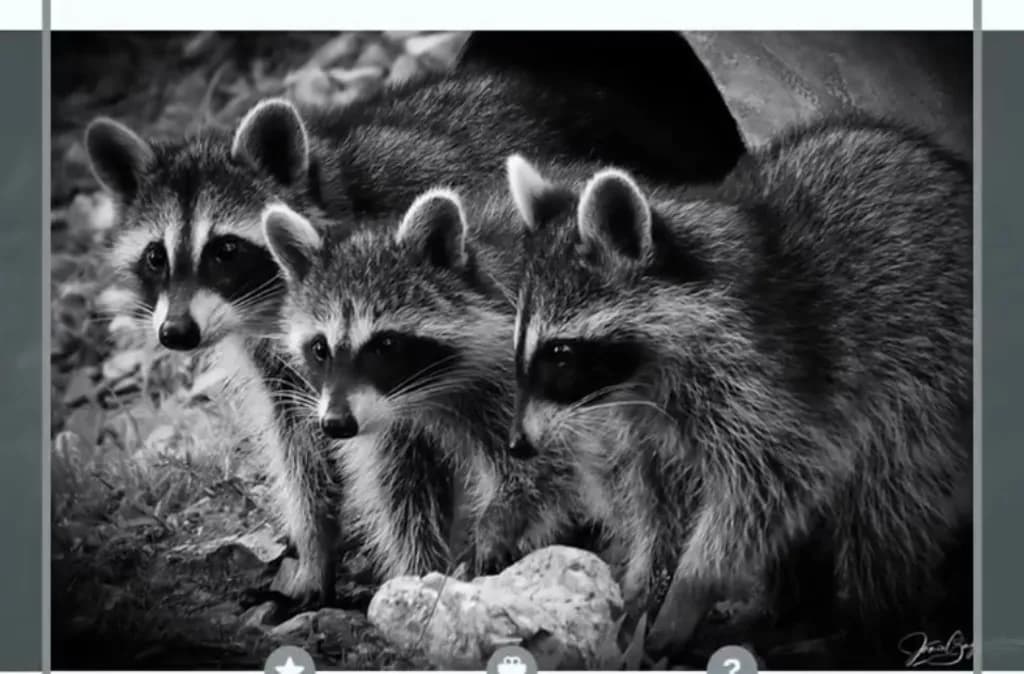 Raccoon Trio