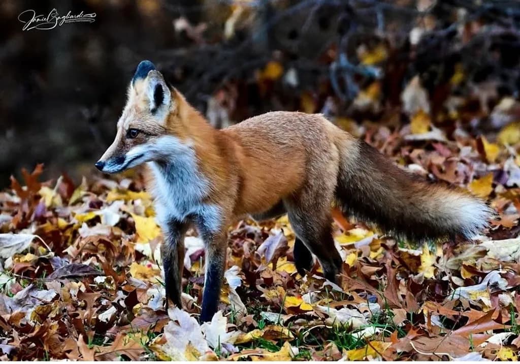 Fox Among Leaves