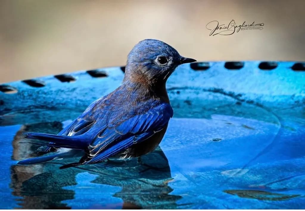 Bluebird Bathing