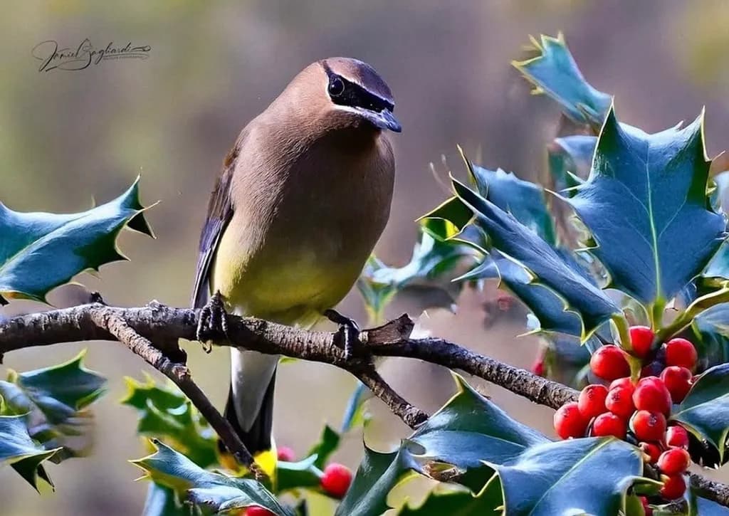 Cedar Waxwing on Holly Branch