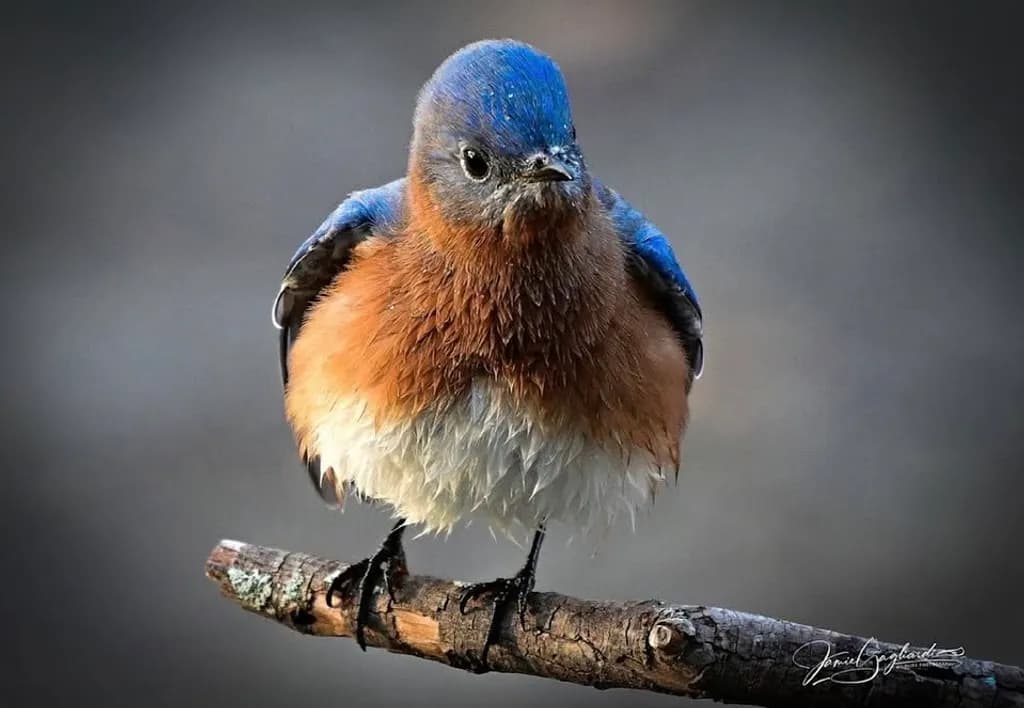 Bluebird Perched