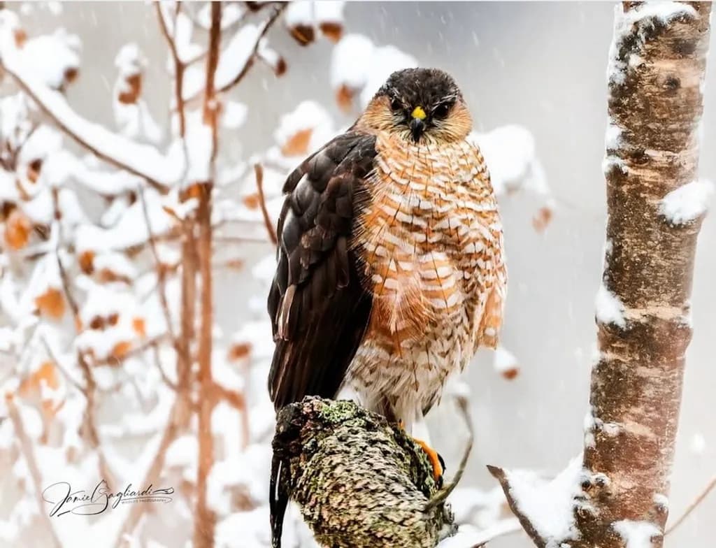 Winter Hawk Perch