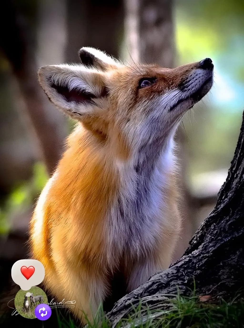 Curious Fox Glance
