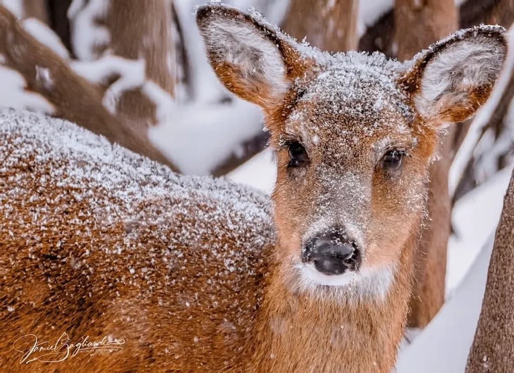 Snow-Covered Deer