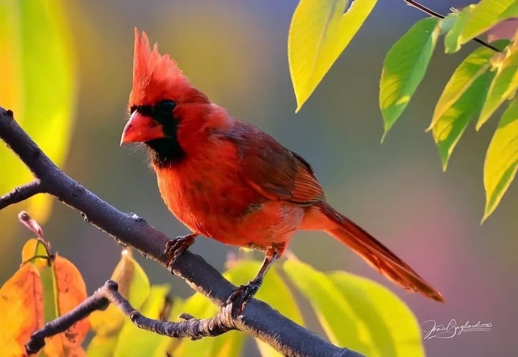 Cardinal on Branch