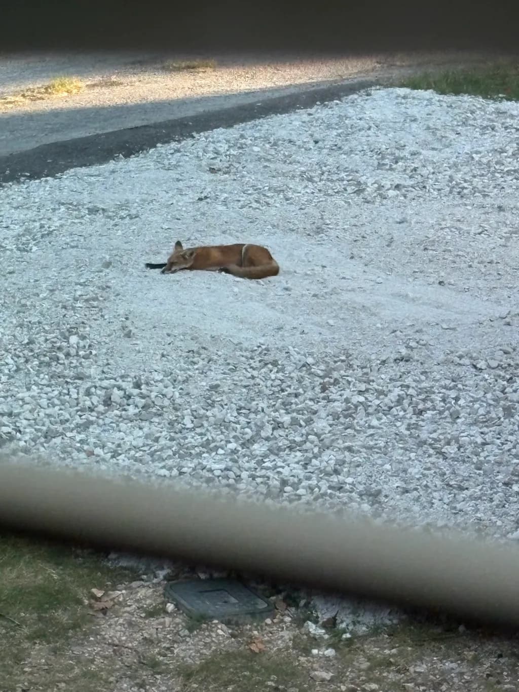 Whispers of the Wild: A Fox's Serenity on Gravel Shores