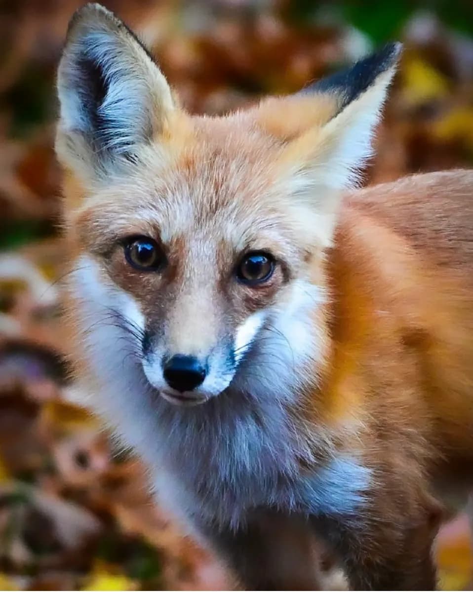 Whispers of the Forest: A Captivating Portrait of a Fox in Autumn Splendor