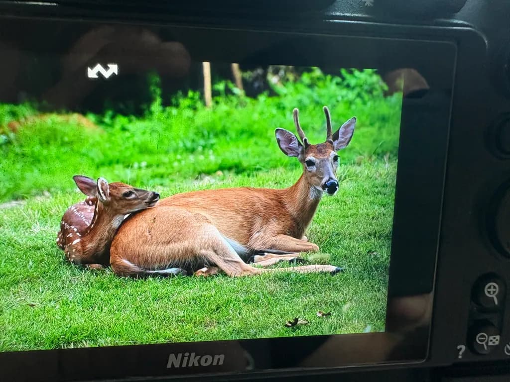 Gentle Embrace: A Serene Moment in the Forest with Deer and Fawn