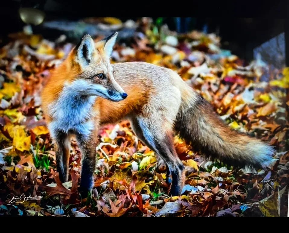 Whispers of Autumn: A Fox Among Fallen Leaves