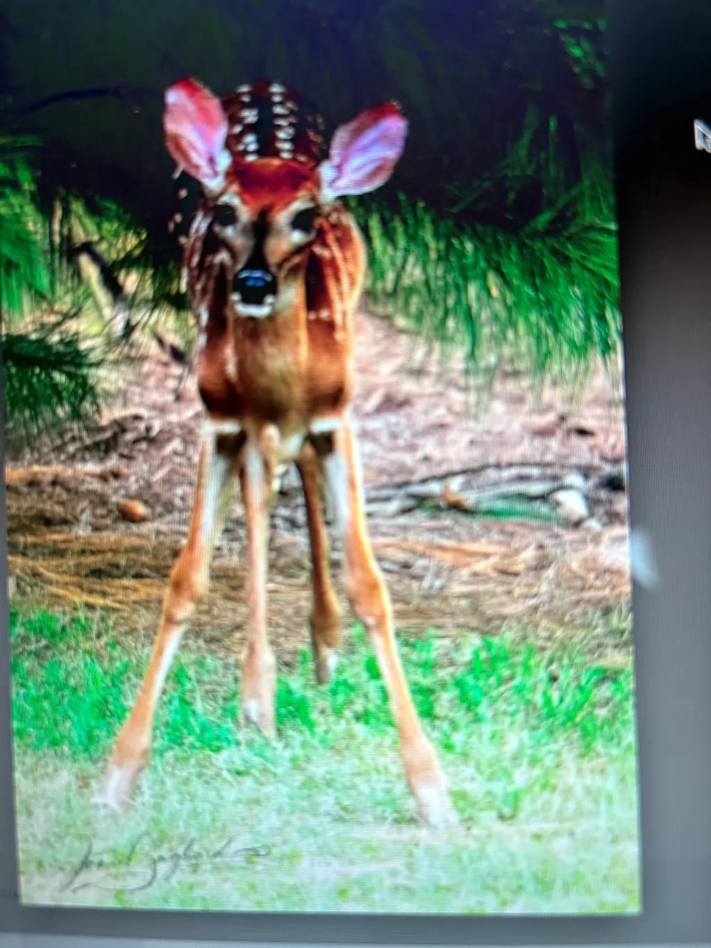 Gentle Guardian of the Forest: A Young Deer in Nature's Embrace