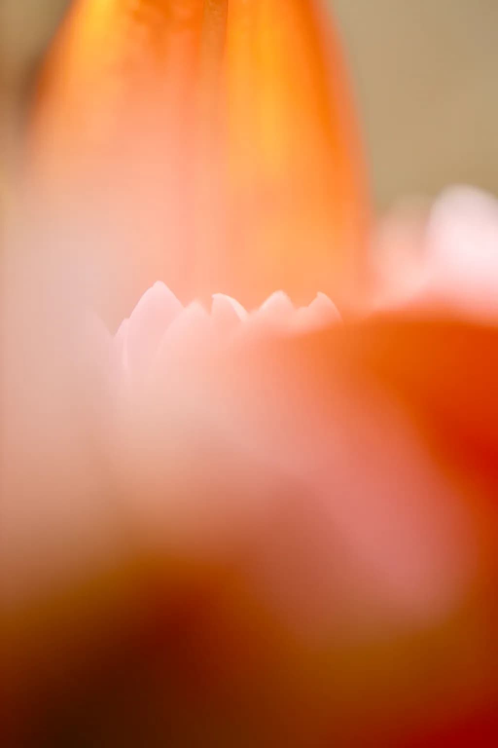 Whispers of Light: A Soft Bloom in Abstract Harmony