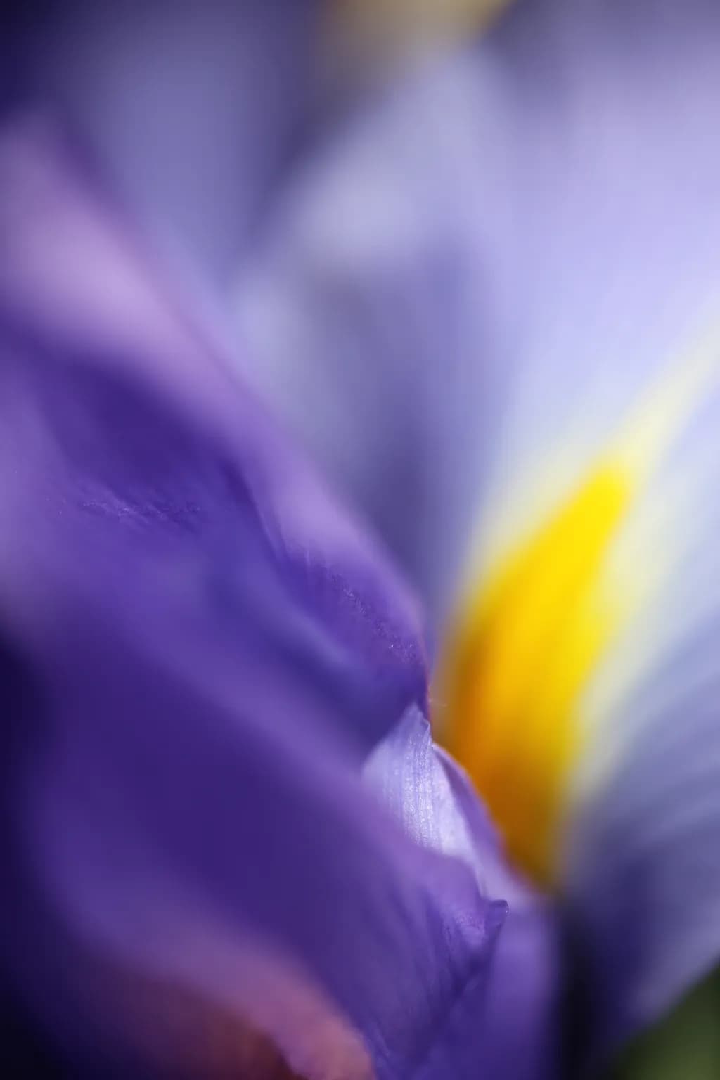Whispers of Color: A Close-Up Journey into the Heart of a Flower
