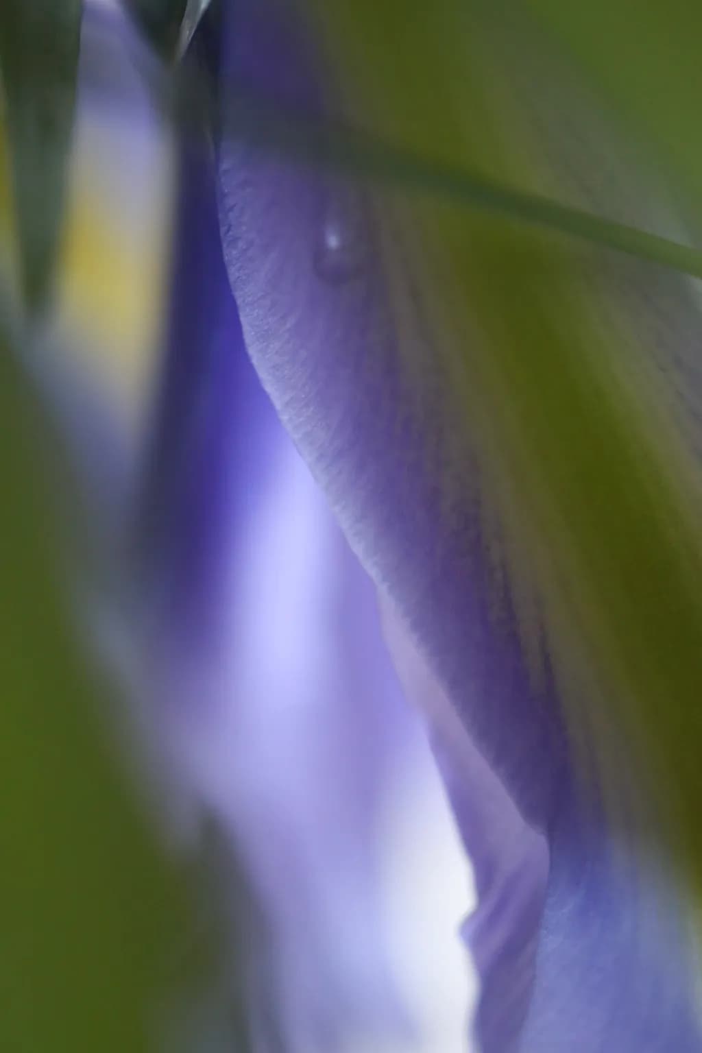 Whispers of Nature: A Delicate Dance of Soft Petals and Blurred Greens