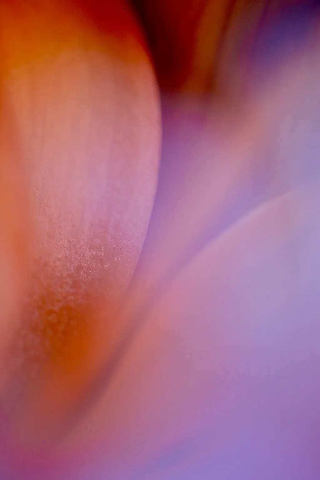 Whispers of Color: A Soft Embrace of Petals in Abstract Harmony
