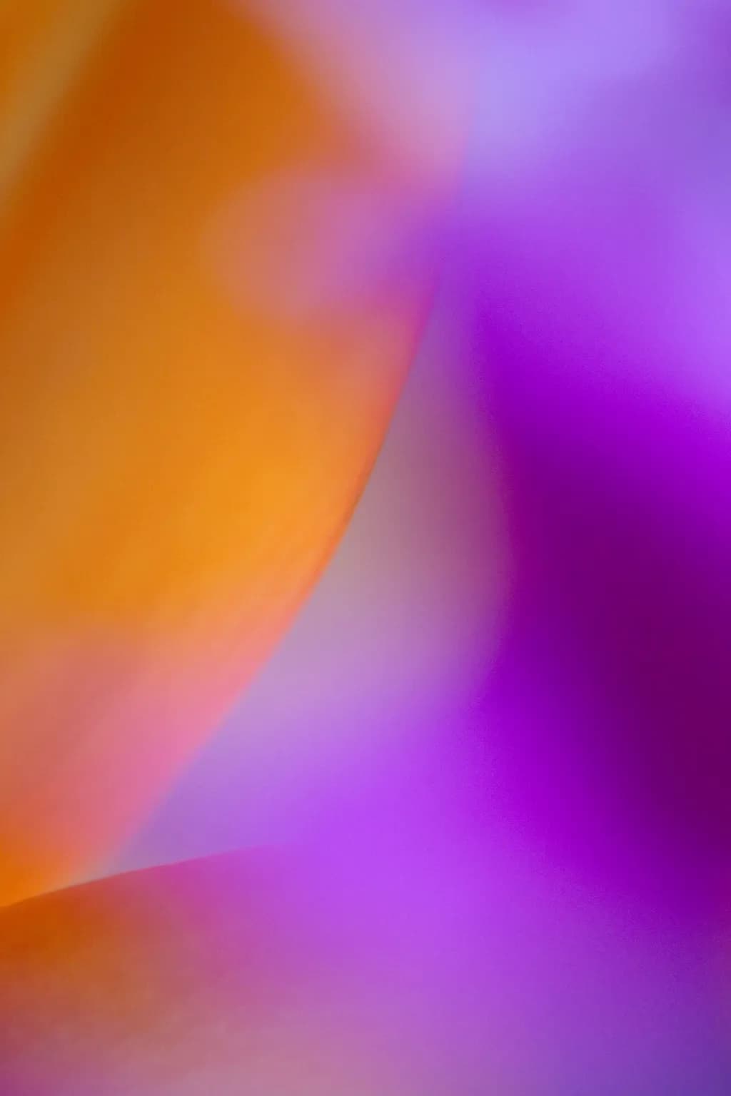 Whispers of Color: A Dreamy Dance of Orange and Purple Petals