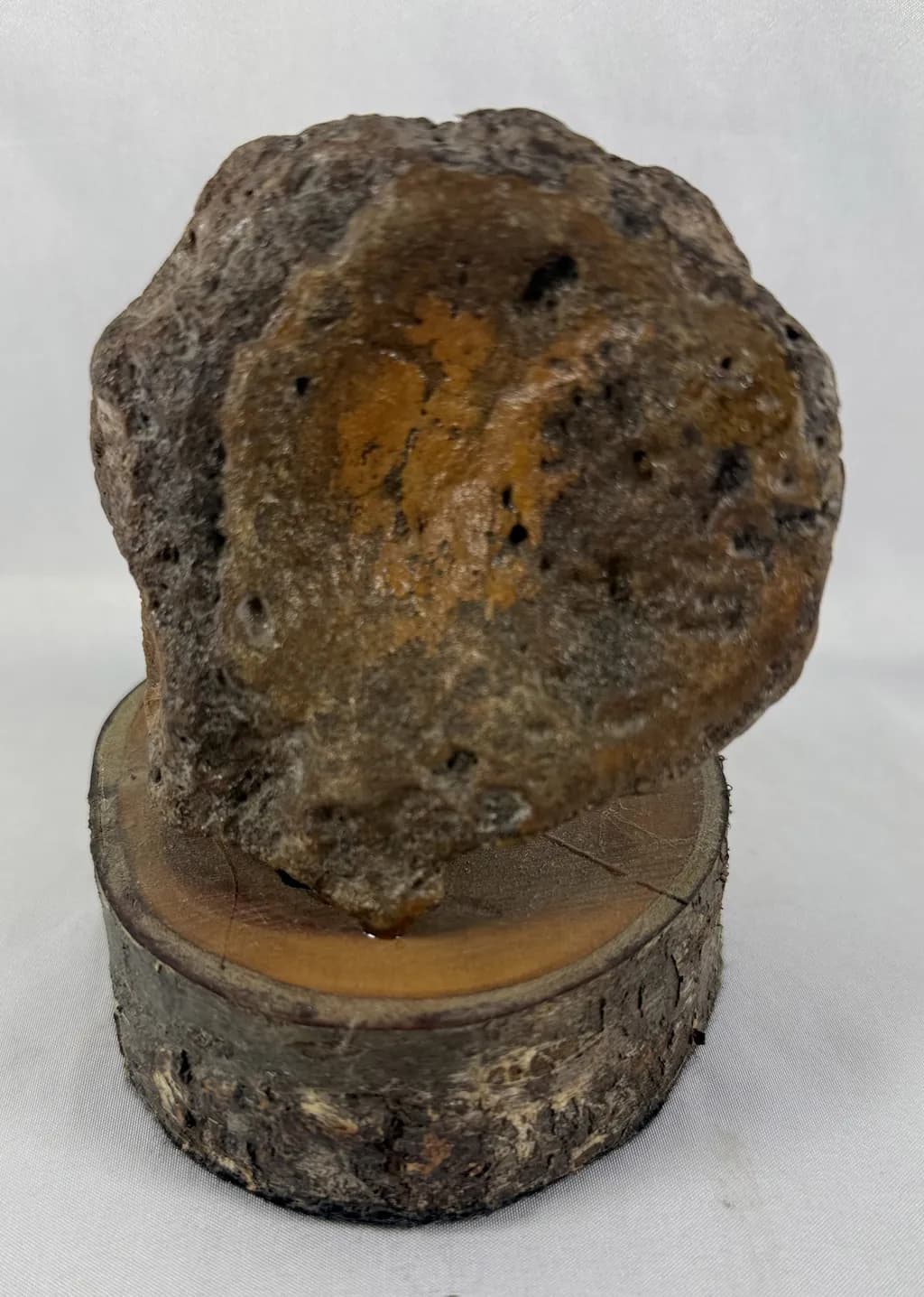 ICHTHYOSAUR VERTEBRAE