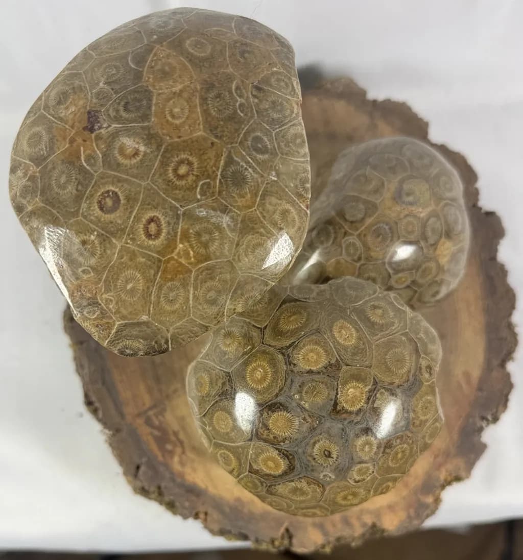 CORAL FOSSILS