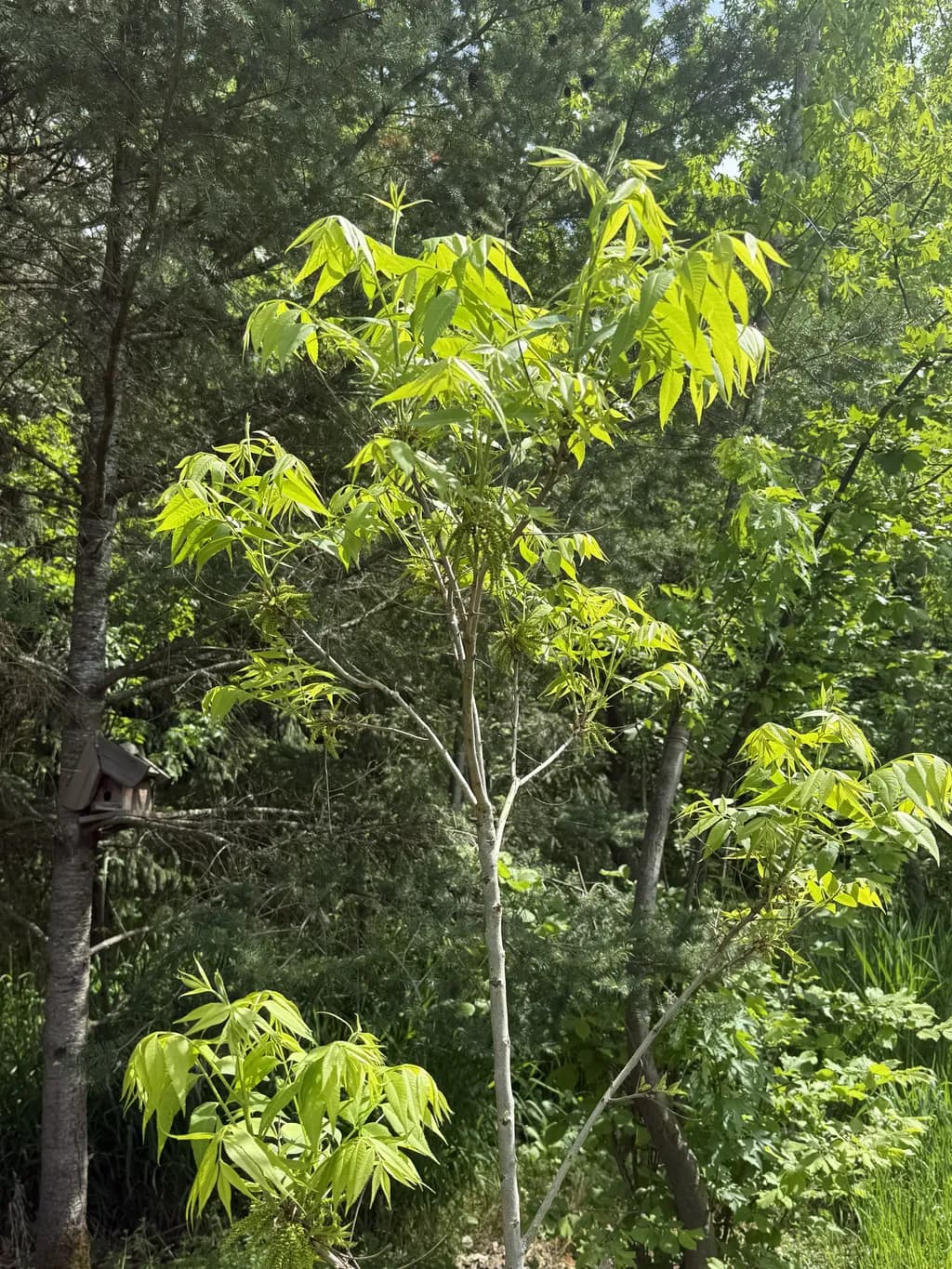 Sunlit Sapling