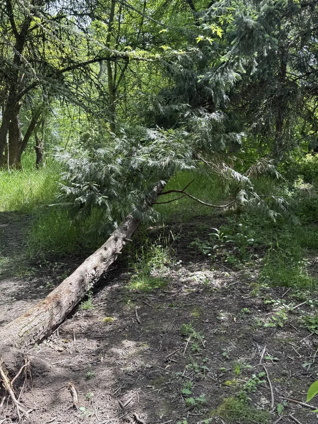 Still Standing in Green