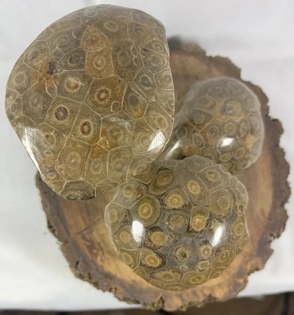 CORAL FOSSILS