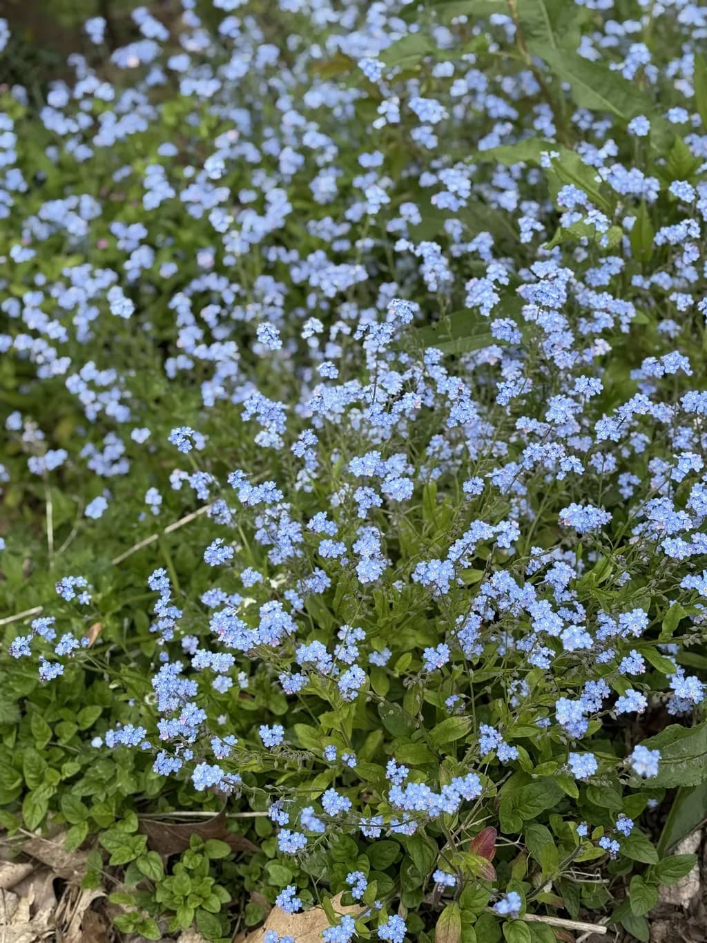 Blue Bloom Cluster