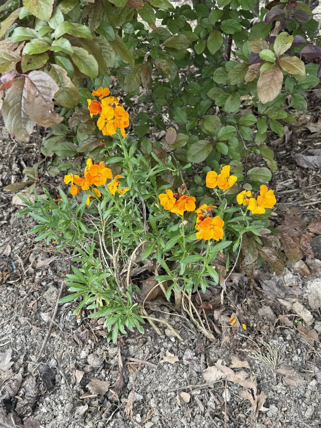 Autumn Glow Flowers