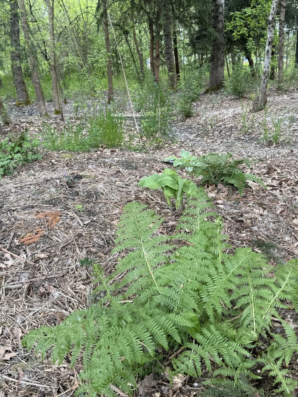 Forest Floor Growth